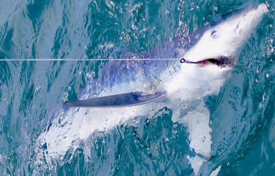 Shark fishing in Algarve